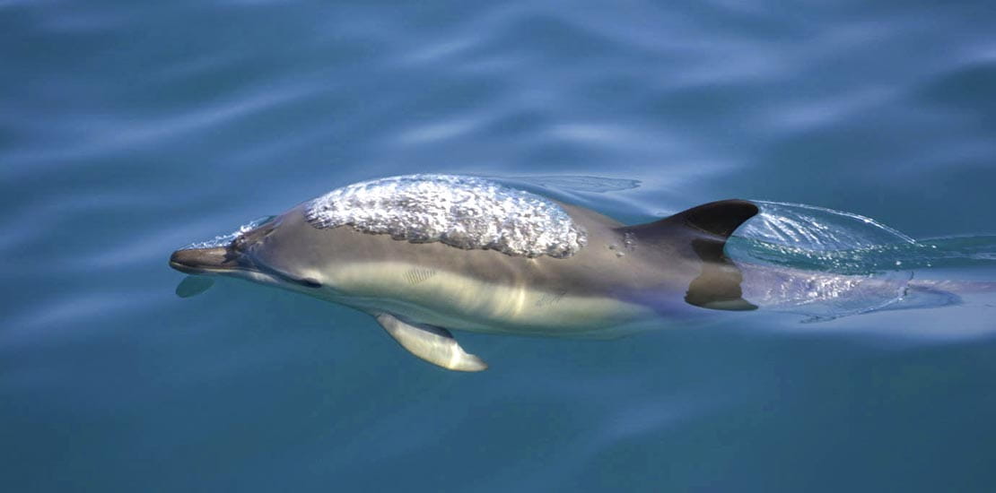 A short beaked common dolphin